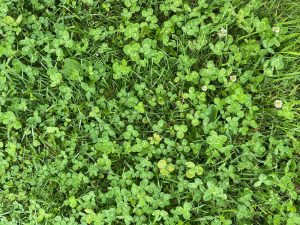 Où fêter la Saint-Patrick 2023 à Dijon ?