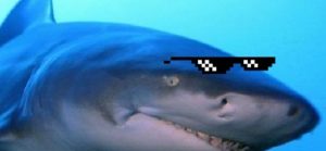 Soirée Shark Attack – Insane Invasion #2