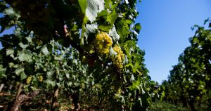 Promenade dans les vignes