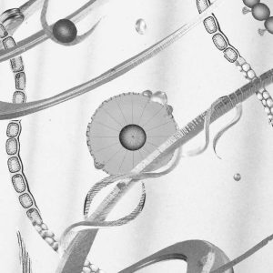 Concert – Accou (ambient new age) + Avventur (trap.wav)