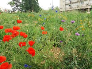 Atelier au jardin partagé Campus Comestible