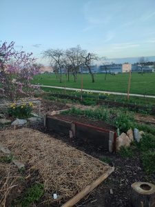 🐜 Entretien de l&rsquo;observatoire du sol et plantation de patates 🥔