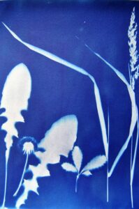 Atelier Cyanotypes