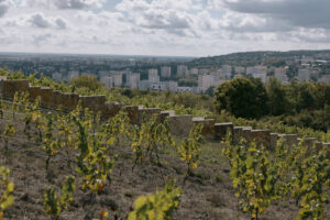 Table-ronde – Femmes du vin : quelle influence à l’échelle mondiale ?