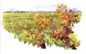 Conférence – Le vin comme art de réunir