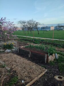 🪛 Construction d&rsquo;un observatoire du sol et plantation au jardin partagé de Campus Comestible 🌱