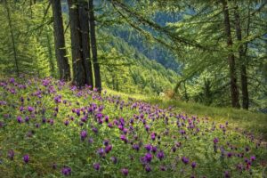 Sortie – Plantes sauvages de Printemps