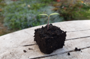 Atelier collectif à la pépinière