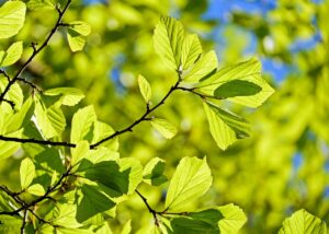 Conférence gesticulée sur les arbres