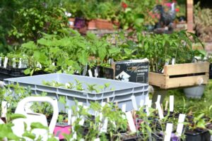 Vente-découverte de jeunes plants à la pépinière