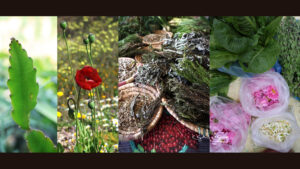 Atelier – Plantes aromatiques et médicinales