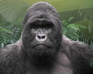 Films d&rsquo;aventure en réalité virtuelle