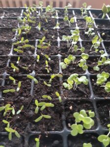 Atelier collectif à la pépinière