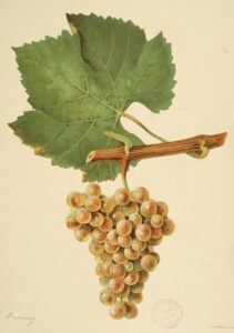 Une heure avec le patrimoine : le vin et la vigne à Dijon à travers les collections