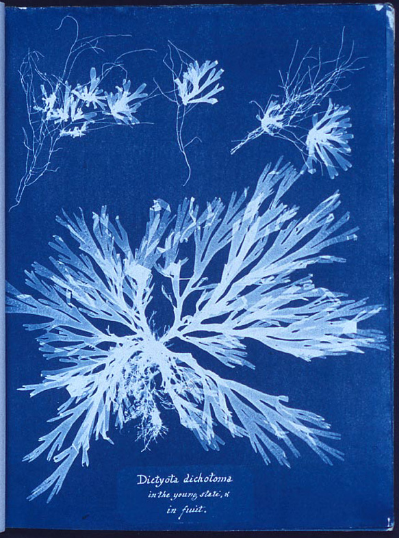 Atelier Cyanotypes