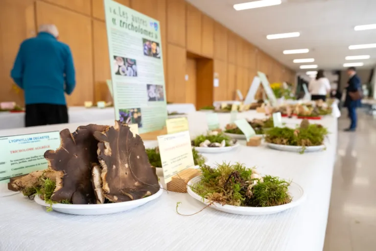 Fête de la science : exposition de champignons à Dijon
